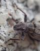 Sitona sp.